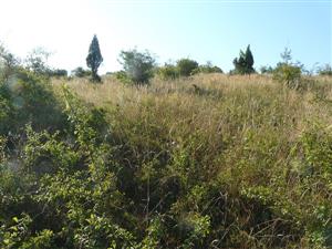 Pohľad na psiarkovú lúku v Slatine s nedostatkom kosenia a sukcesiou